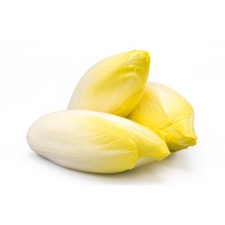 ENDIVE