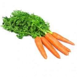 CAROTTES
