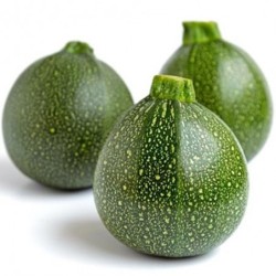 COURGETTES RONDES