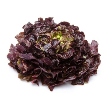 SALADE FEUILLE DE CHENE ROUGE