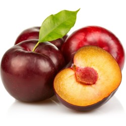 PRUNES NOIRES QUETSCHE