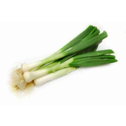 CEBETTES BOTTE